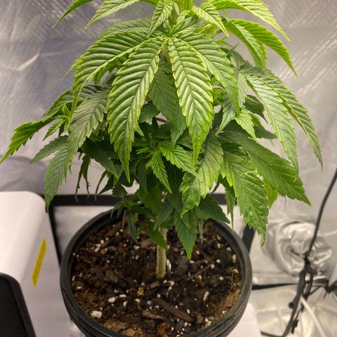 2nd Grow growlog timeline photo