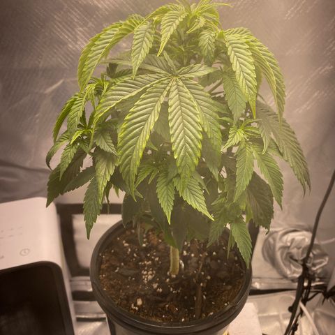 2nd Grow growlog timeline photo