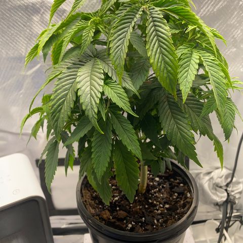 2nd Grow growlog timeline photo