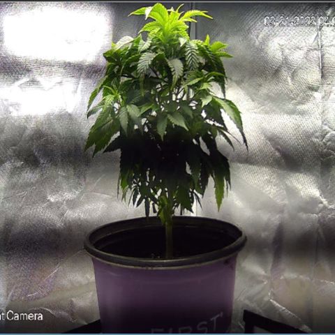 2nd Grow growlog timeline photo