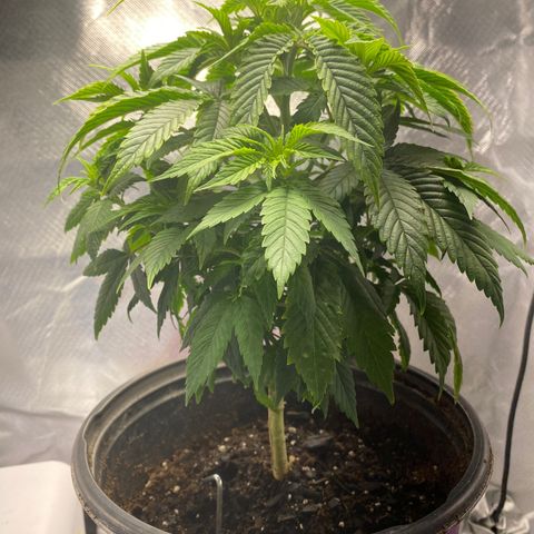 2nd Grow growlog timeline photo