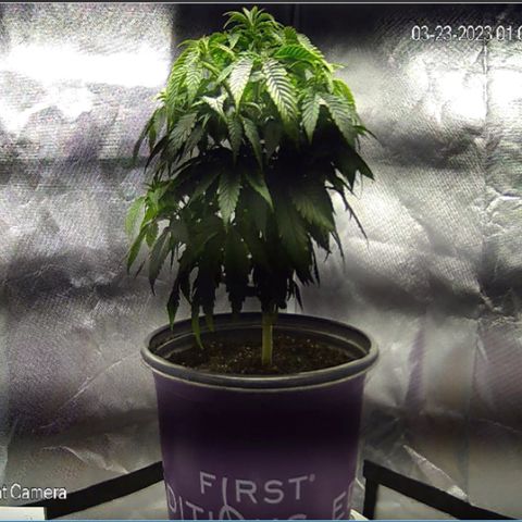2nd Grow growlog timeline photo