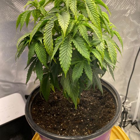 2nd Grow growlog timeline photo
