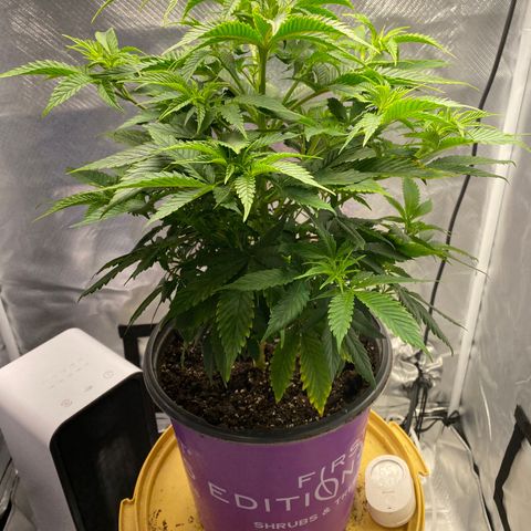 2nd Grow growlog timeline photo