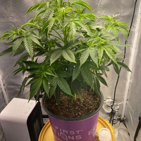 2nd Grow growlog timeline photo