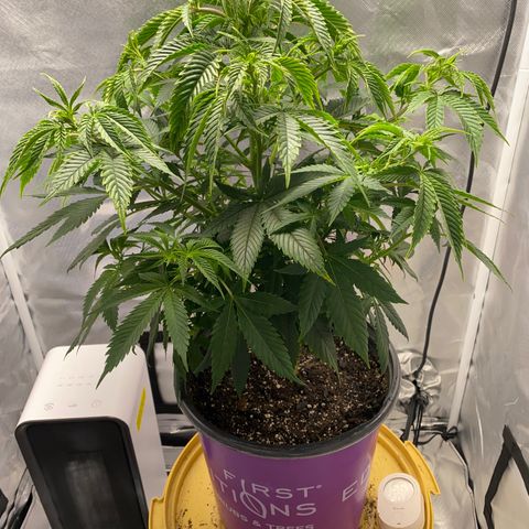 2nd Grow growlog timeline photo