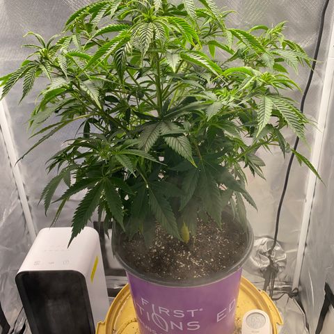 2nd Grow growlog timeline photo