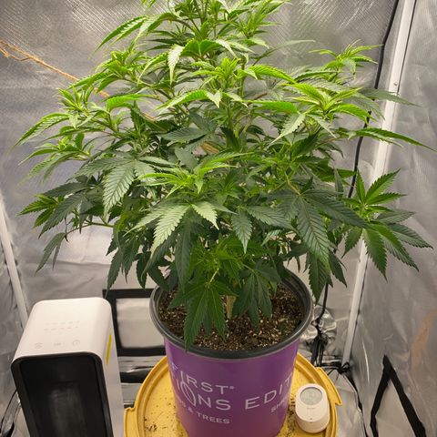 2nd Grow growlog timeline photo