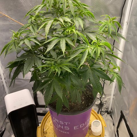 2nd Grow growlog timeline photo