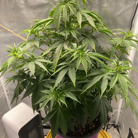 2nd Grow growlog timeline photo