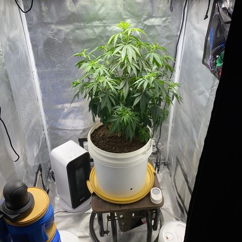 2nd Grow growlog timeline photo