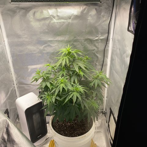 2nd Grow growlog timeline photo