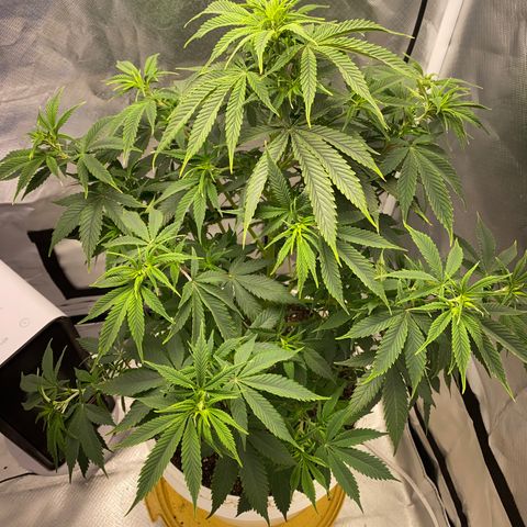 2nd Grow growlog timeline photo