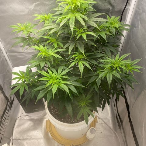 2nd Grow growlog timeline photo