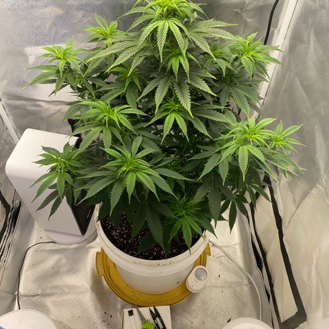 2nd Grow growlog timeline photo