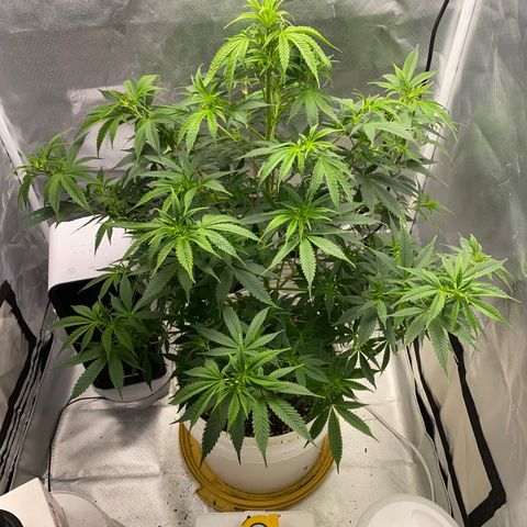 2nd Grow growlog timeline photo