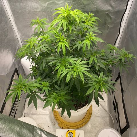 2nd Grow growlog timeline photo