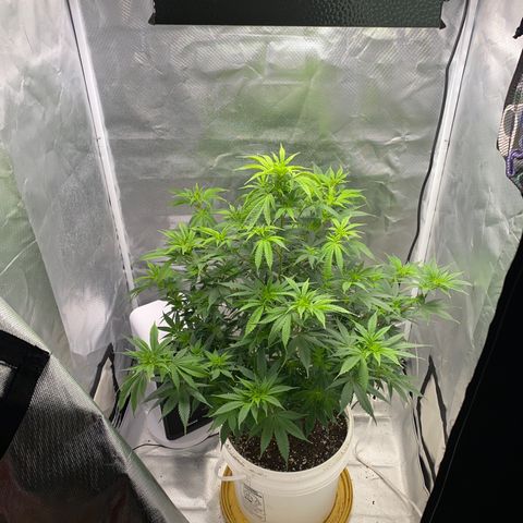2nd Grow growlog timeline photo