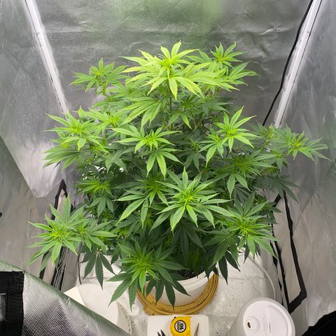 2nd Grow growlog timeline photo