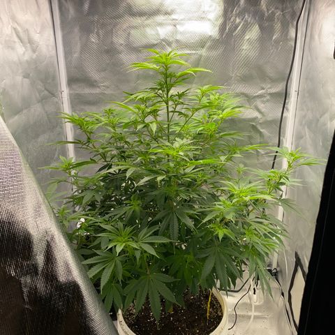 2nd Grow growlog timeline photo