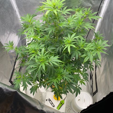 2nd Grow growlog timeline photo