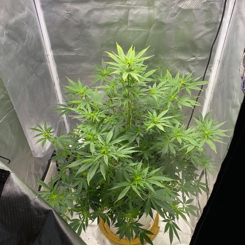 2nd Grow growlog timeline photo