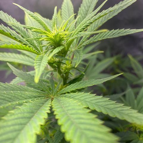 2nd Grow growlog timeline photo