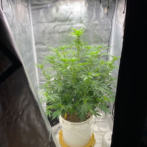 2nd Grow growlog timeline photo