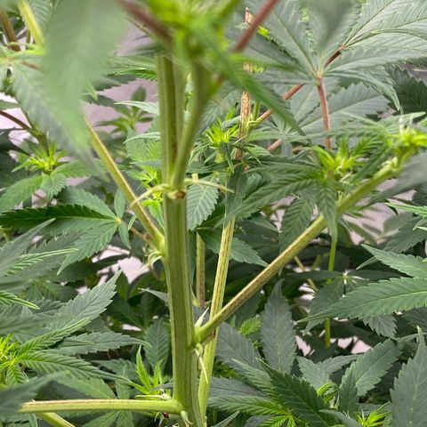 2nd Grow growlog timeline photo