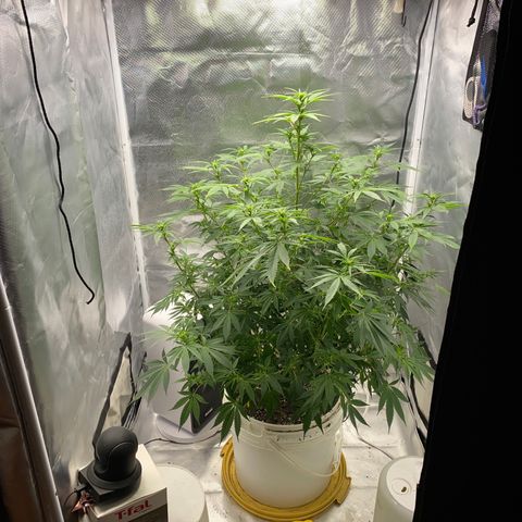 2nd Grow growlog timeline photo