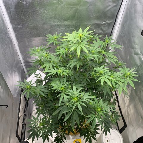 2nd Grow growlog timeline photo