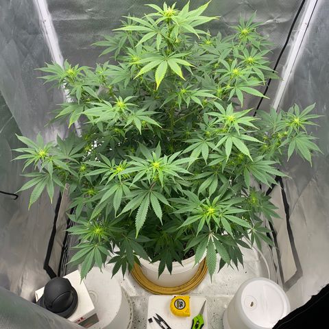 2nd Grow growlog timeline photo