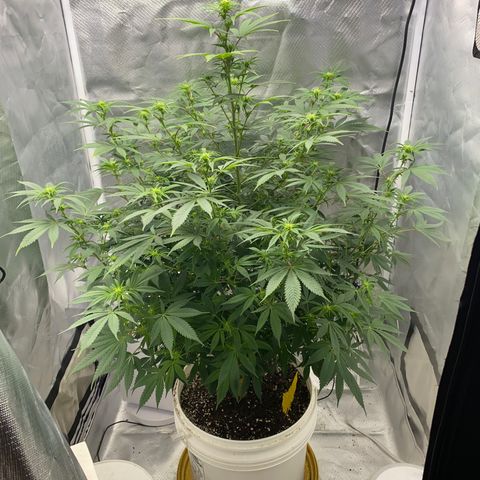 2nd Grow growlog timeline photo