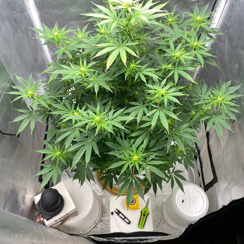 2nd Grow growlog timeline photo