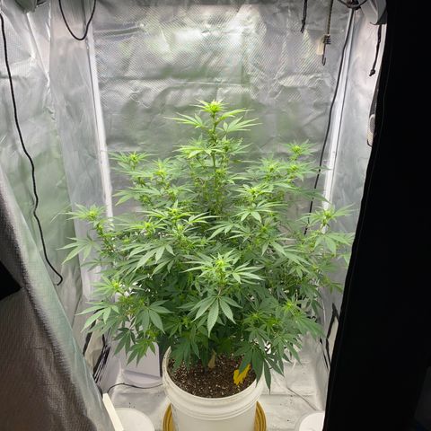 2nd Grow growlog timeline photo