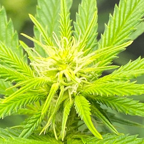 2nd Grow growlog timeline photo