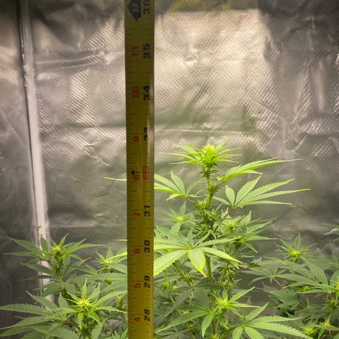 2nd Grow growlog timeline photo