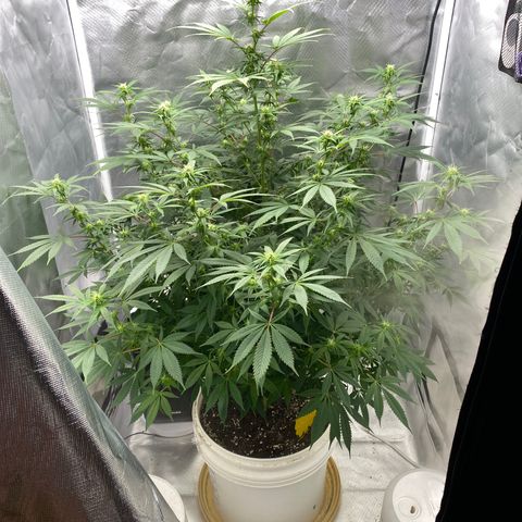2nd Grow growlog timeline photo