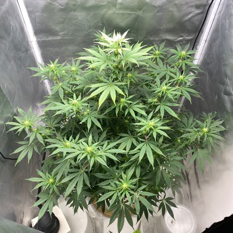 2nd Grow growlog timeline photo