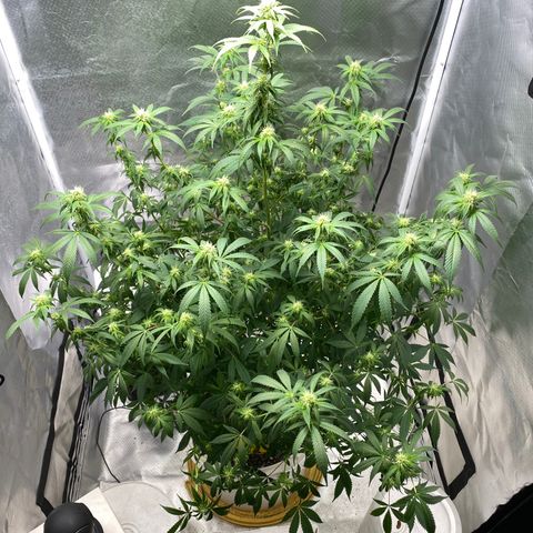 2nd Grow growlog timeline photo