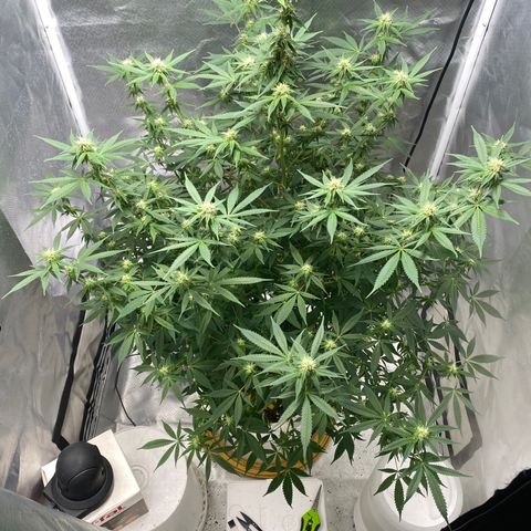 2nd Grow growlog timeline photo