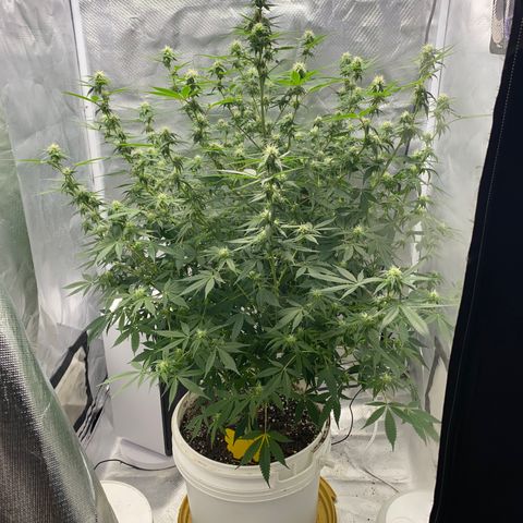 2nd Grow growlog timeline photo
