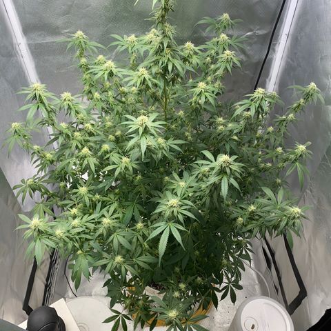 2nd Grow growlog timeline photo