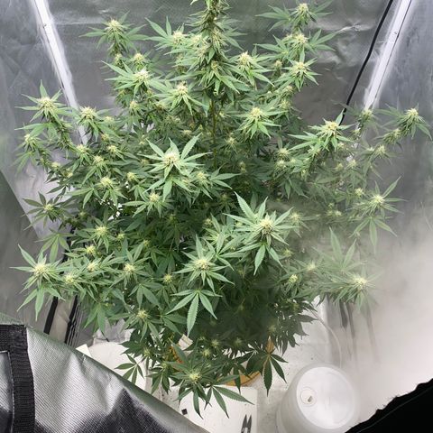 2nd Grow growlog timeline photo
