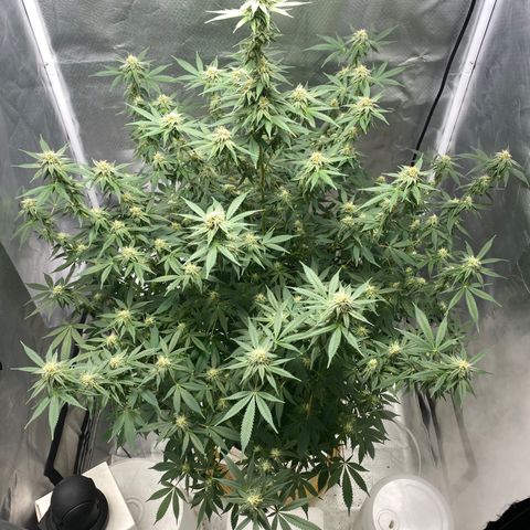 2nd Grow growlog timeline photo