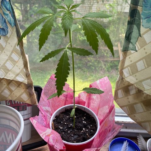 3rd Grow growlog timeline photo