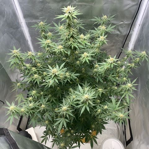 2nd Grow growlog timeline photo
