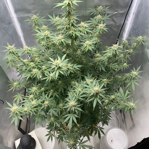 2nd Grow growlog timeline photo