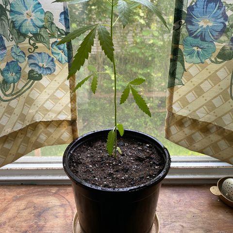 3rd Grow growlog timeline photo
