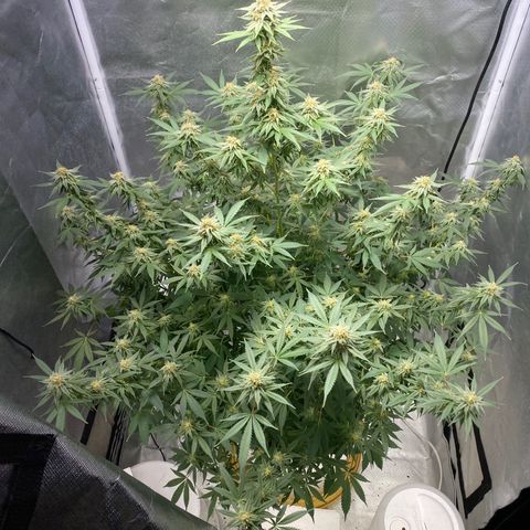 2nd Grow growlog timeline photo